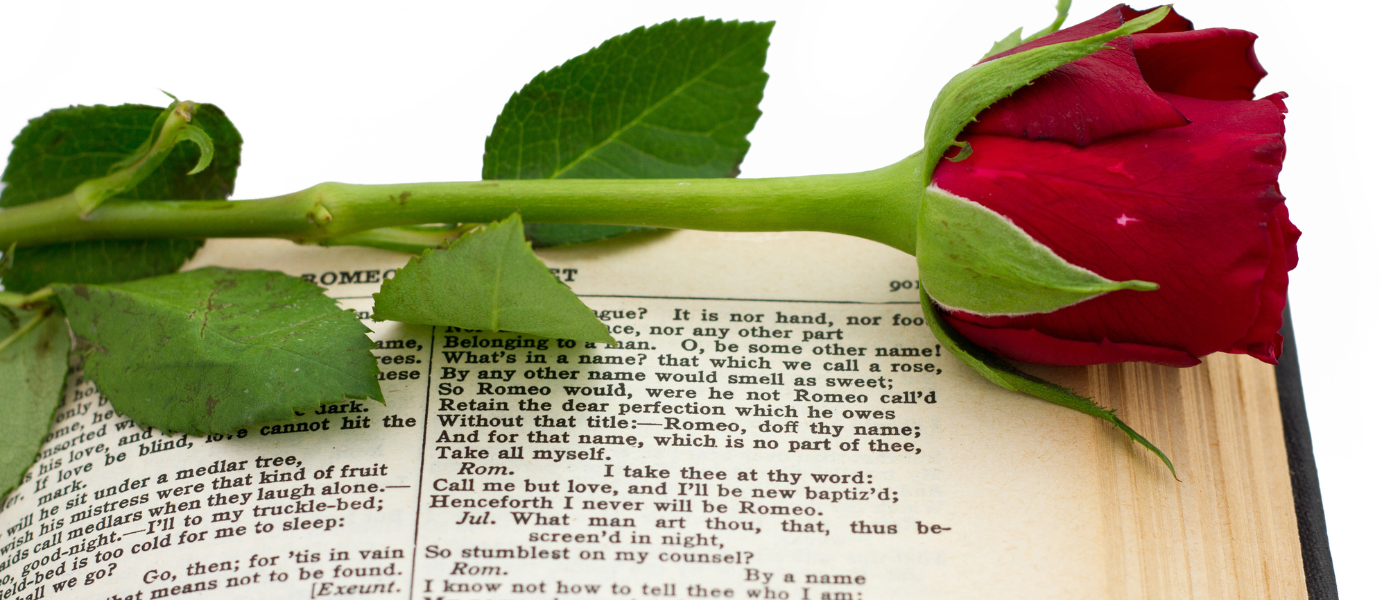 Rose laying on a book